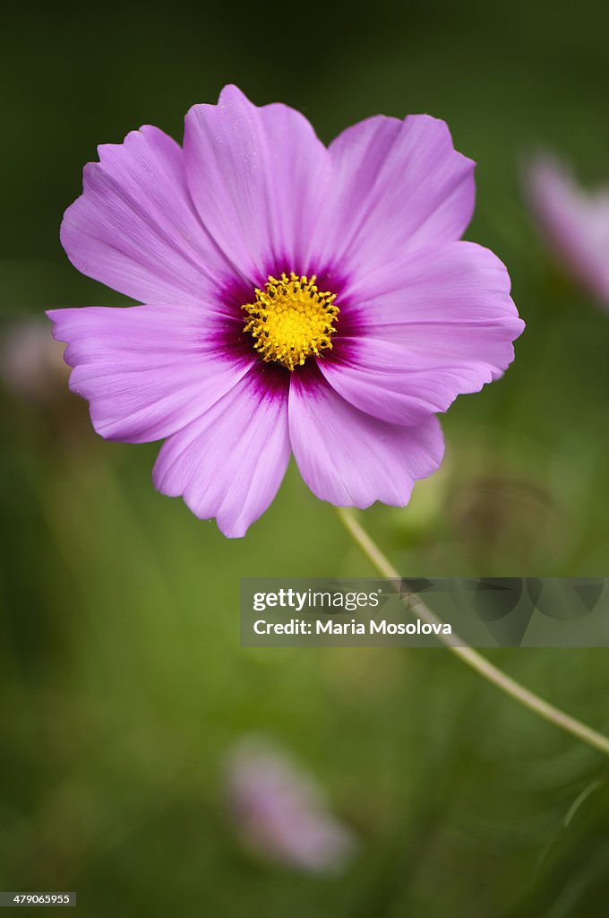 Mexican Aster Flowers. Cosmos Daisy.