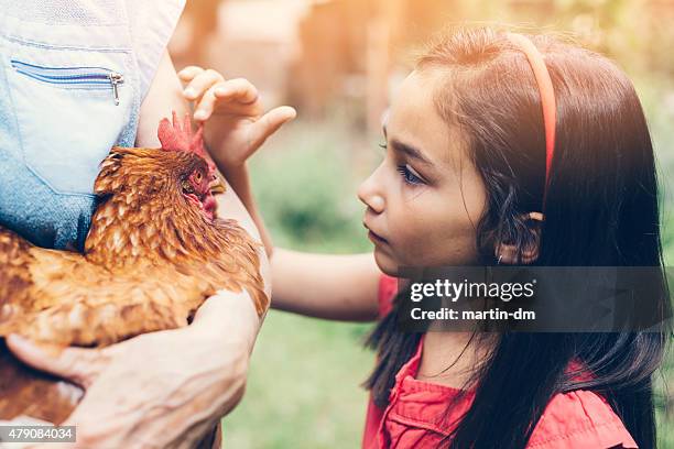 little girl looking at a hen - scared chicken stock pictures, royalty-free photos & images