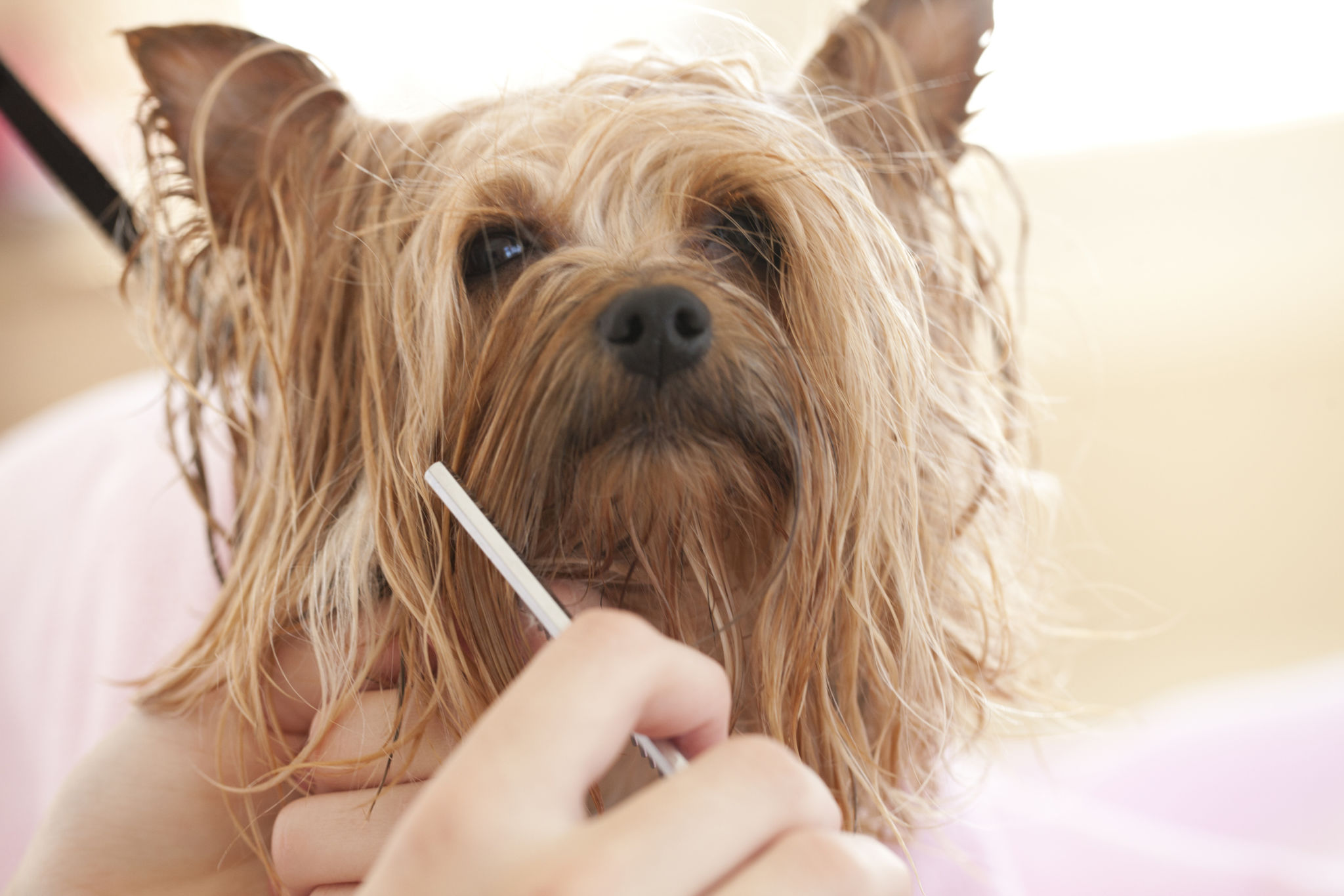 Yorkshire Terrier Day at the Groomer-Spa Yorkshire Terrier Day at the Groomer-Spa