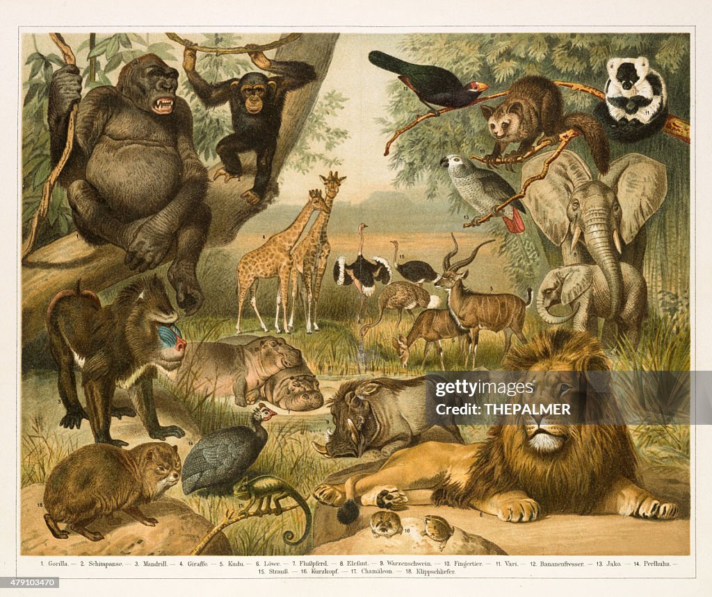 African fauna lithograph 1896