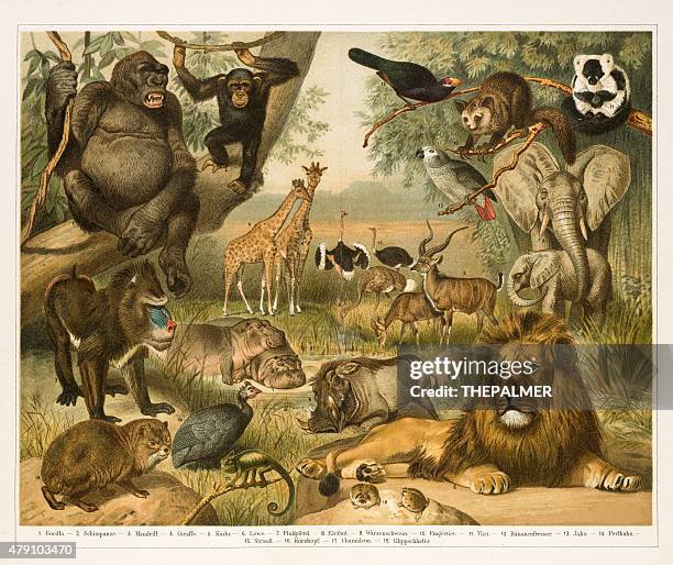 bildbanksillustrationer, clip art samt tecknat material och ikoner med african fauna lithograph 1896 - kameleont