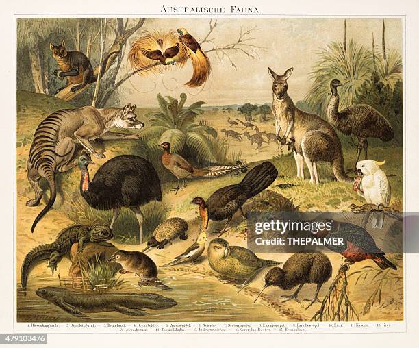 australian fauna chromolithograph 1896 - lithograph stock illustrations