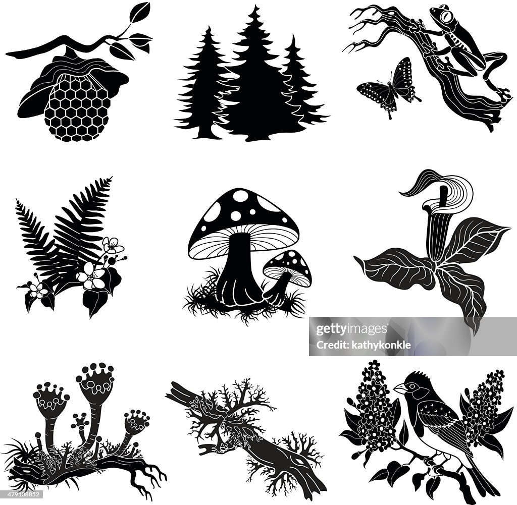 North American wildlife and plants in black and white