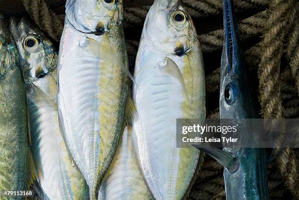 Koh Rong Fish Both Cambodian Based Royal Group Photos and Premium High Res Pictures ...