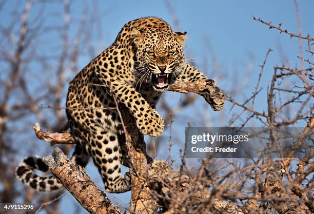 hissing leopard on a tree in namibia - leopards stock pictures, royalty-free photos & images