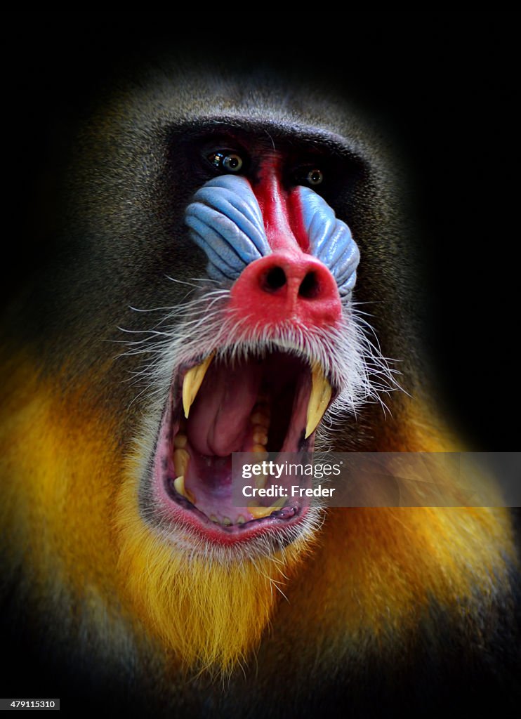 Schreien mandrill