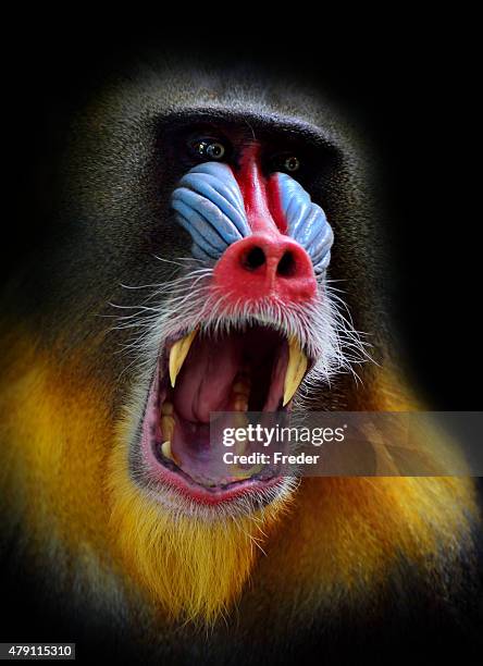 gritar mandril - mandril babuíno imagens e fotografias de stock