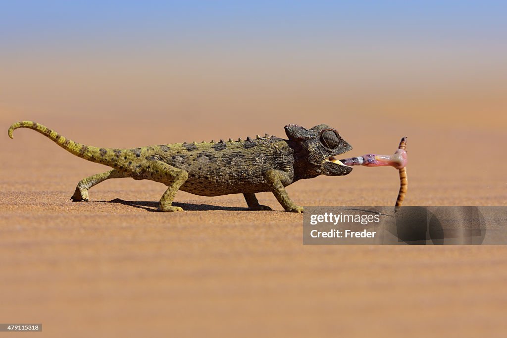 Camaleón del desierto disfrutar de un tornillo sin fin