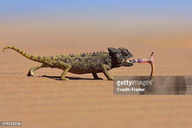 89,945 Desert Animals Photos and Premium High Res Pictures - Getty Images
