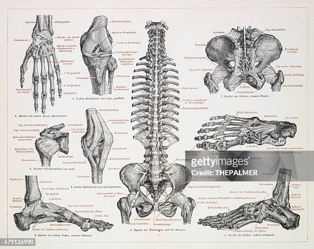 the human skeleton engraving 1895 - human foot anatomy stock illustrations