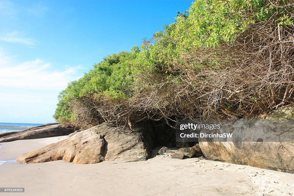 Mangue - Praia do Forte - São Francisco do Sul