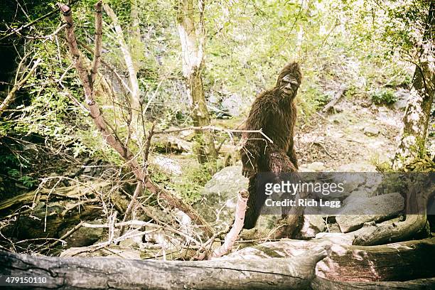 bigfoot in wild - yeti stockfoto's en -beelden