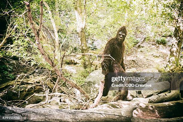 bigfoot in wild - bigfoot stock pictures, royalty-free photos & images