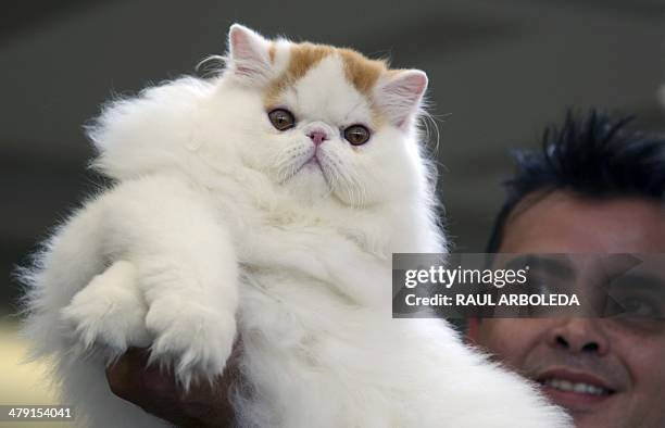 Man presents a Himalayan cat during the VI International Feline Fair in Medellin, Antioquia department, Colombia on March 16, 2014. AFP PHOTO/Raul...
