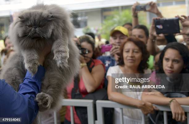 Judge Jaime Christian presents a Himalayan cat during the VI International Feline Fair in Medellin, Antioquia department, Colombia on March 16, 2014....