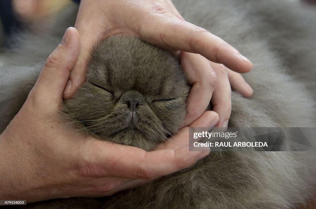 COLOMBIA-CATS-EXHIBITION