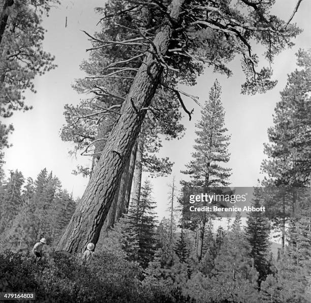 Falling Ponderosa Pine, United States, circa 1950. Abbott took two series of logging photographs, the first in the High Sierra Mountains in 1943 and...