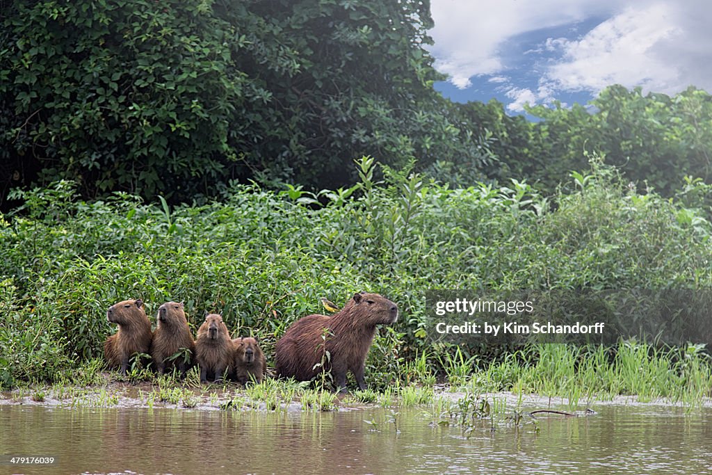 Capybara family