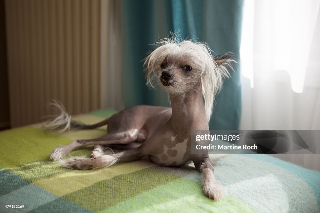 Iggy - Chinese Crested dog