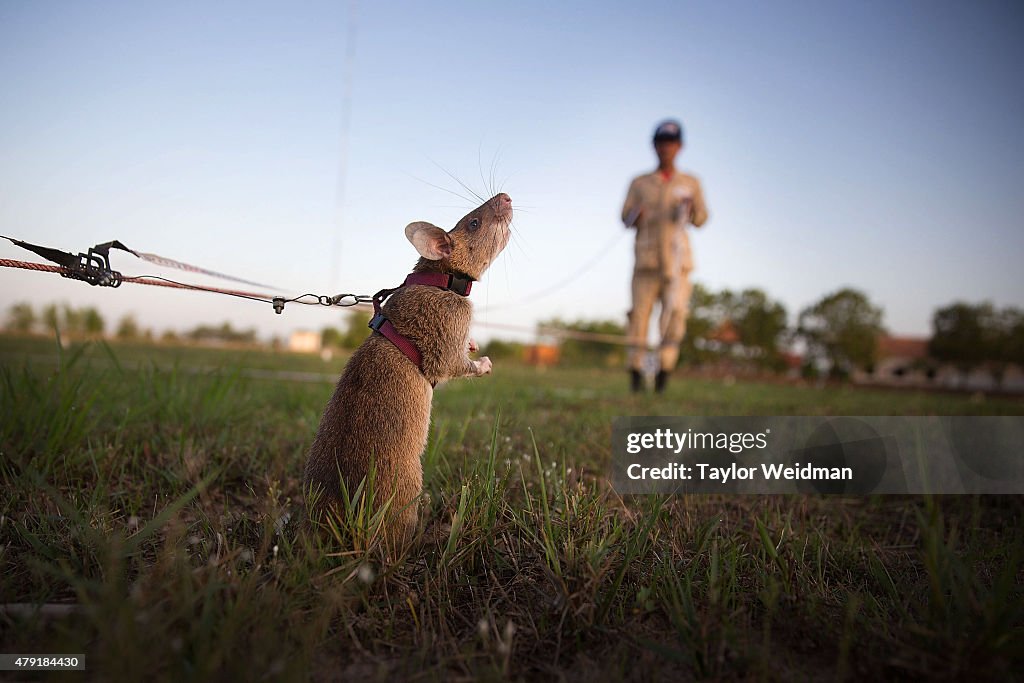Cambodia's Demining Authority Train Giant Rats To Detect Landmines