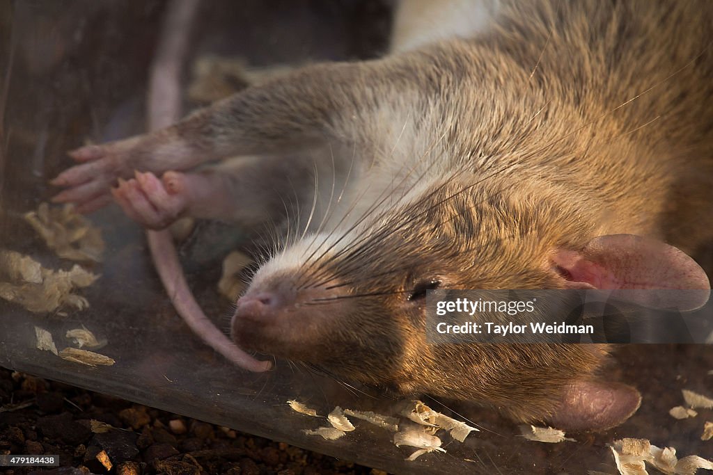 Cambodia's Demining Authority Train Giant Rats To Detect Landmines