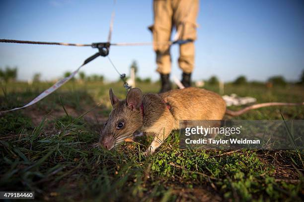 673 Giant Rat Photos and Premium High Res Pictures - Getty Images