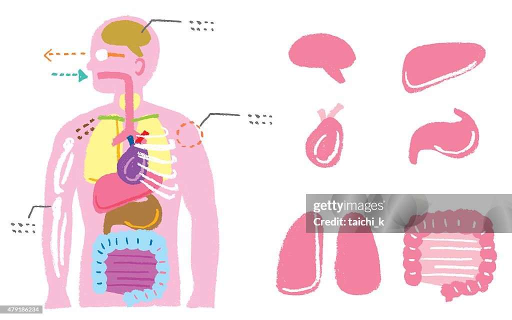 Normal Function Body Image Human Body Diagram High-Res Vector Graphic - Getty Images