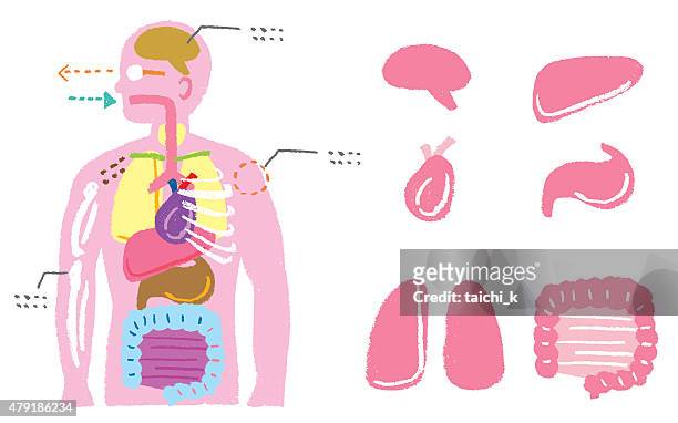 human body diagram - abdomen diagram stock illustrations