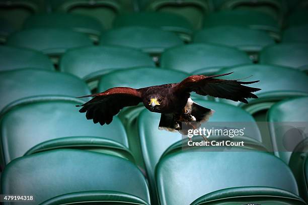 Rufus the Harris Hawk flies over seats on centre court where it is used to scare away pigeons, ahead of play on day four of the Wimbledon Lawn Tennis...