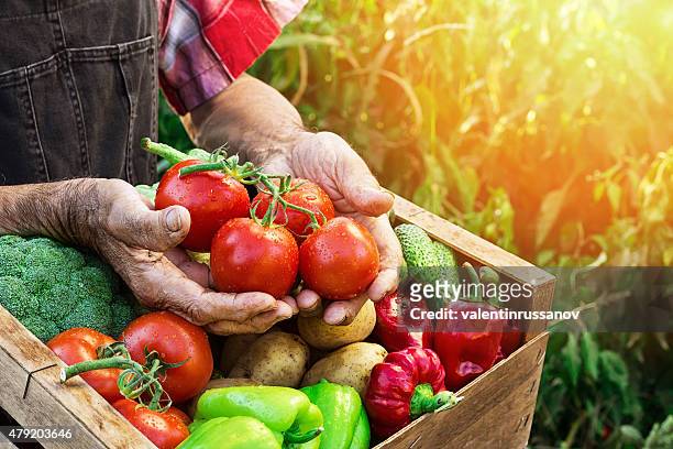 holzkiste mit gemüse - tomato harvest stock-fotos und bilder