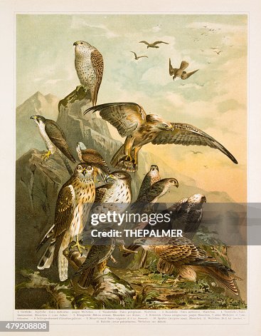German birds of prey lithograph 1896 German birds of prey lithograph 1896