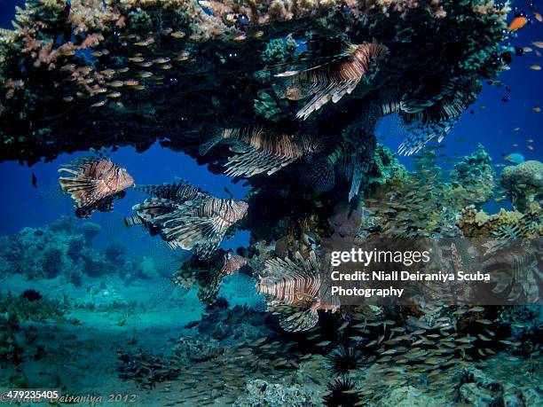 under the lionfish tree - nuweiba stock pictures, royalty-free photos & images