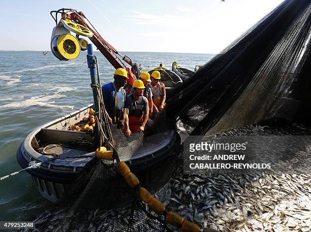 Omega Protein fisherman Anthony Hodges, Justin Cammarata , Dalton Keyser , and Ryan Swann pull on a net filled with Menhaden fish as they unload...