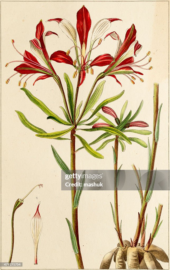 Peruvian Lily - Antique Botanical Engraving