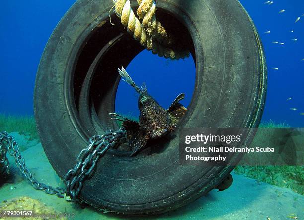 tyred off lion about - nuweiba stock pictures, royalty-free photos & images