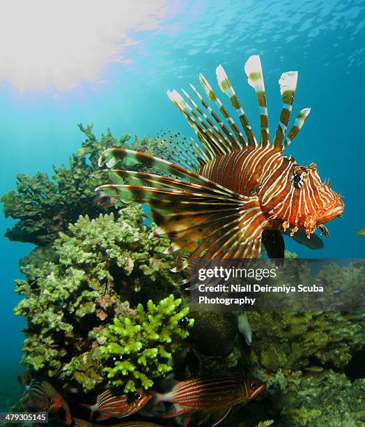 lionfish by mid day light - nuweiba stock pictures, royalty-free photos & images
