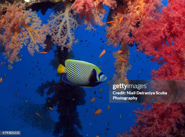 emperor under a sinking buoy - nuweiba stock pictures, royalty-free photos & images