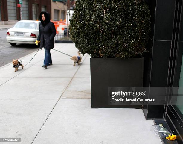 Woman walking her dogs walks by a solitary flower left at the Chelsea apartment building where fashion designer L'Wren Scott was found dead from an...