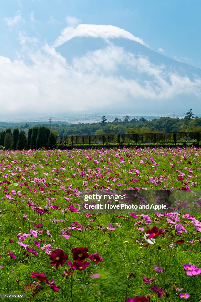 Cosmos and Fuji