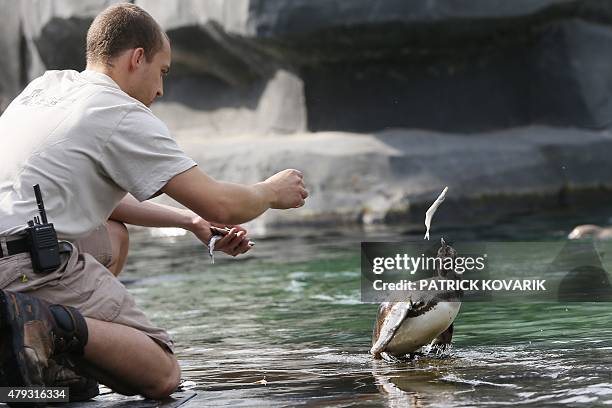 Zoo caretaker throws a fish to a Humboldt penguin at the Vincennes zoo in Paris, on July 3 as another heatwave set to last at least nine days is...