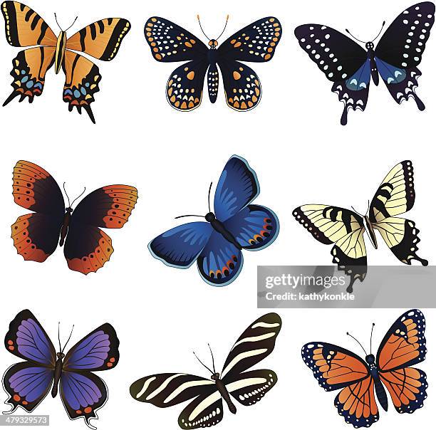 north american schmetterlinge - swallowtail butterfly stock-grafiken, -clipart, -cartoons und -symbole