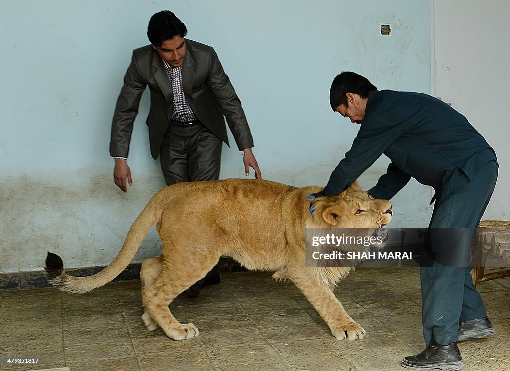 AFGHANISTAN-UNREST-ANIMAL-LION