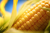 Corn on the cob, closeup.