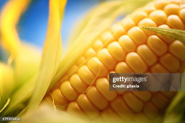 corn on the cob, closeup. - maize harvest stock pictures, royalty-free photos & images