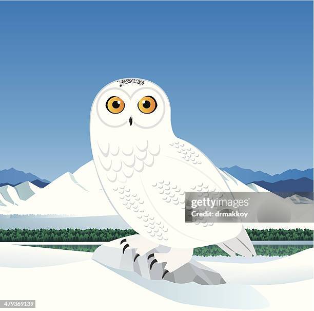 schnee-eule - schnee eule stock-grafiken, -clipart, -cartoons und -symbole