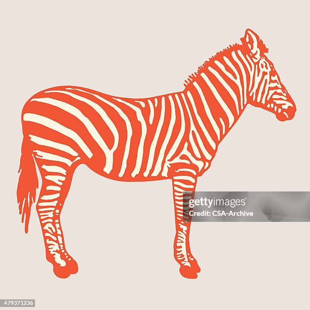 zebra - zebra stock-grafiken, -clipart, -cartoons und -symbole