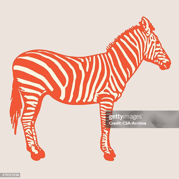 zebra - zebra stock illustrations