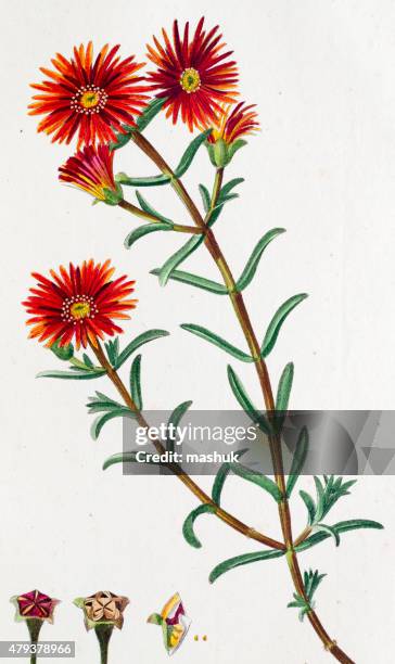 ilustrações de stock, clip art, desenhos animados e ícones de mesembryanthemum floral antigo (kit 1 - barrilha
