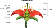 Parts of a flower