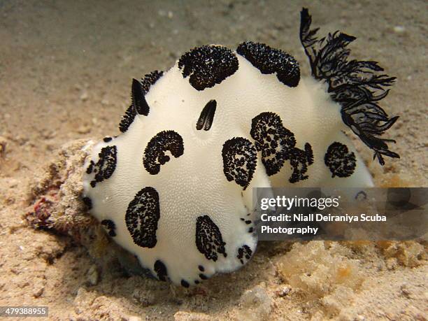 mourning dorid - nuweiba stock pictures, royalty-free photos & images